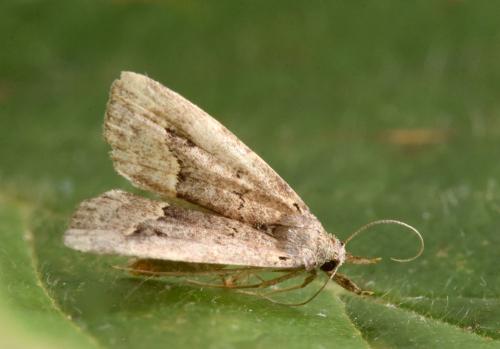 Schrankia taenialis